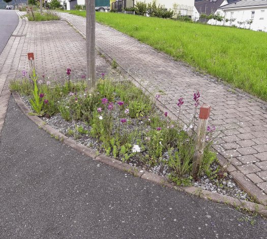 Auch Baumscheiben können mager angelegt ein artenreicher Standort sein. Das zeigt eine im Rahmen des Projekts neu geschaffene Bepflanzung entlang des Buchwaldloswegs in Laudenbach.