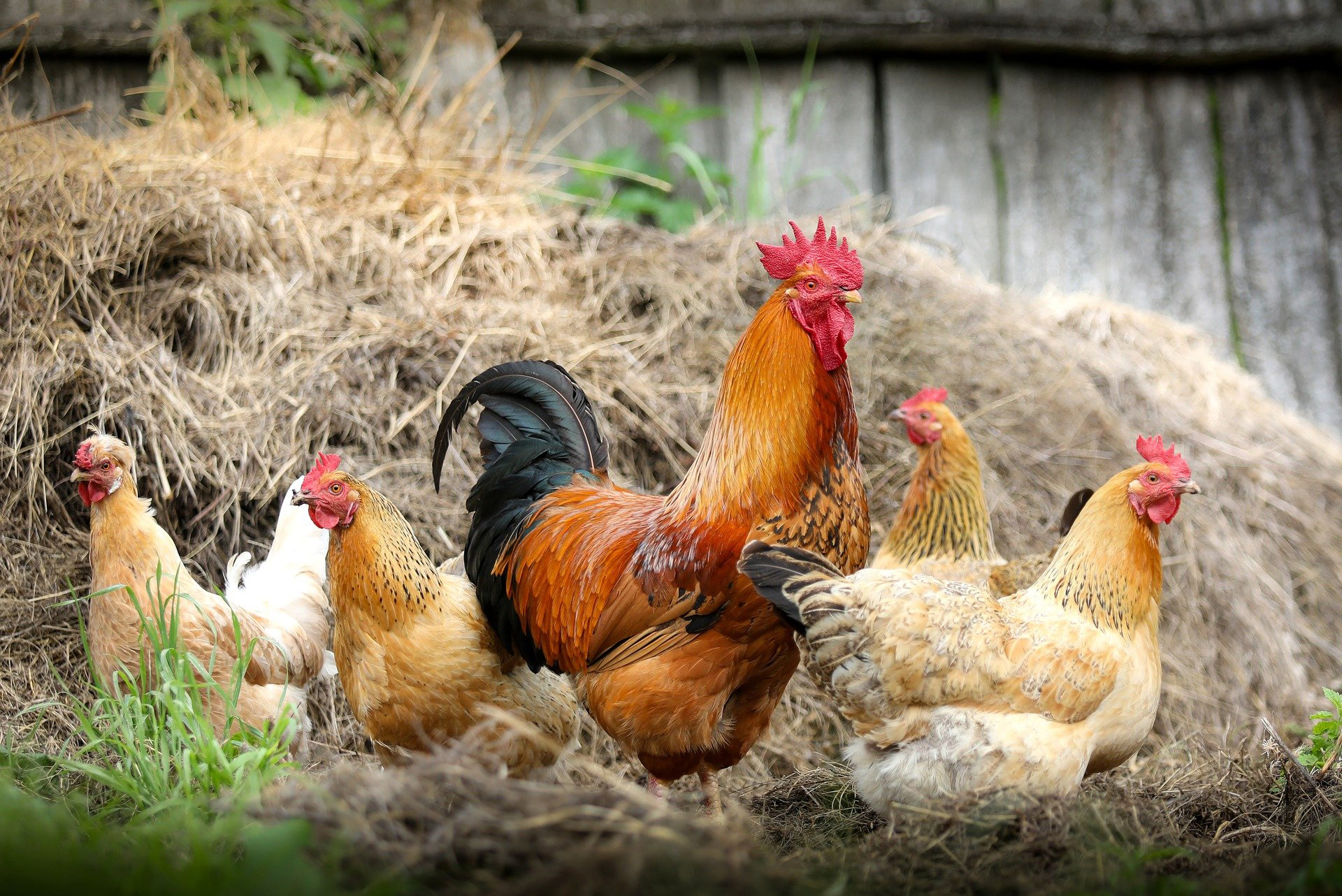 Aufstallung von Geflügel im Landkreis Miltenberg angeordnet