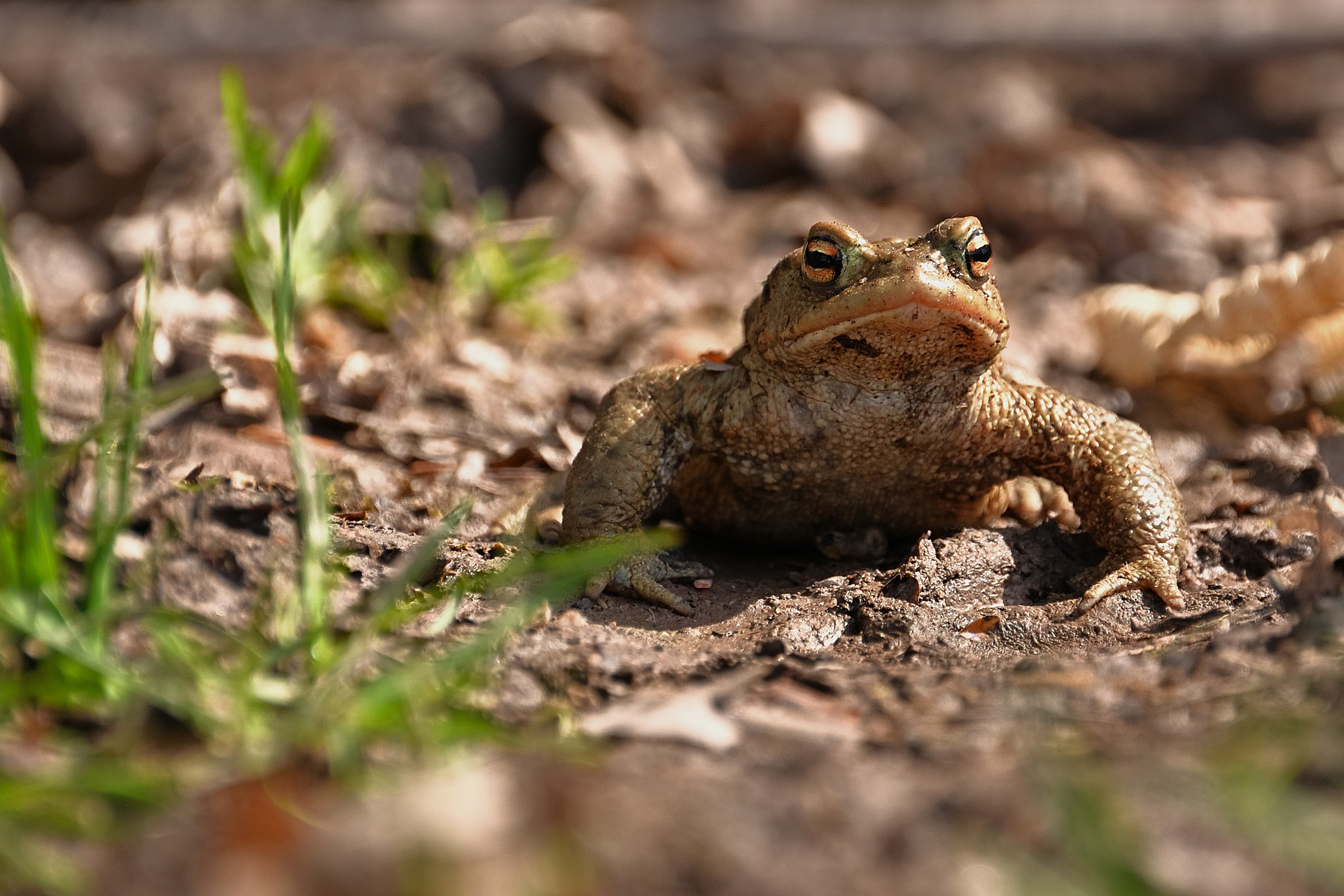 Landratsamt bittet um Akzeptanz für Amphibienschutzmaßnahmen