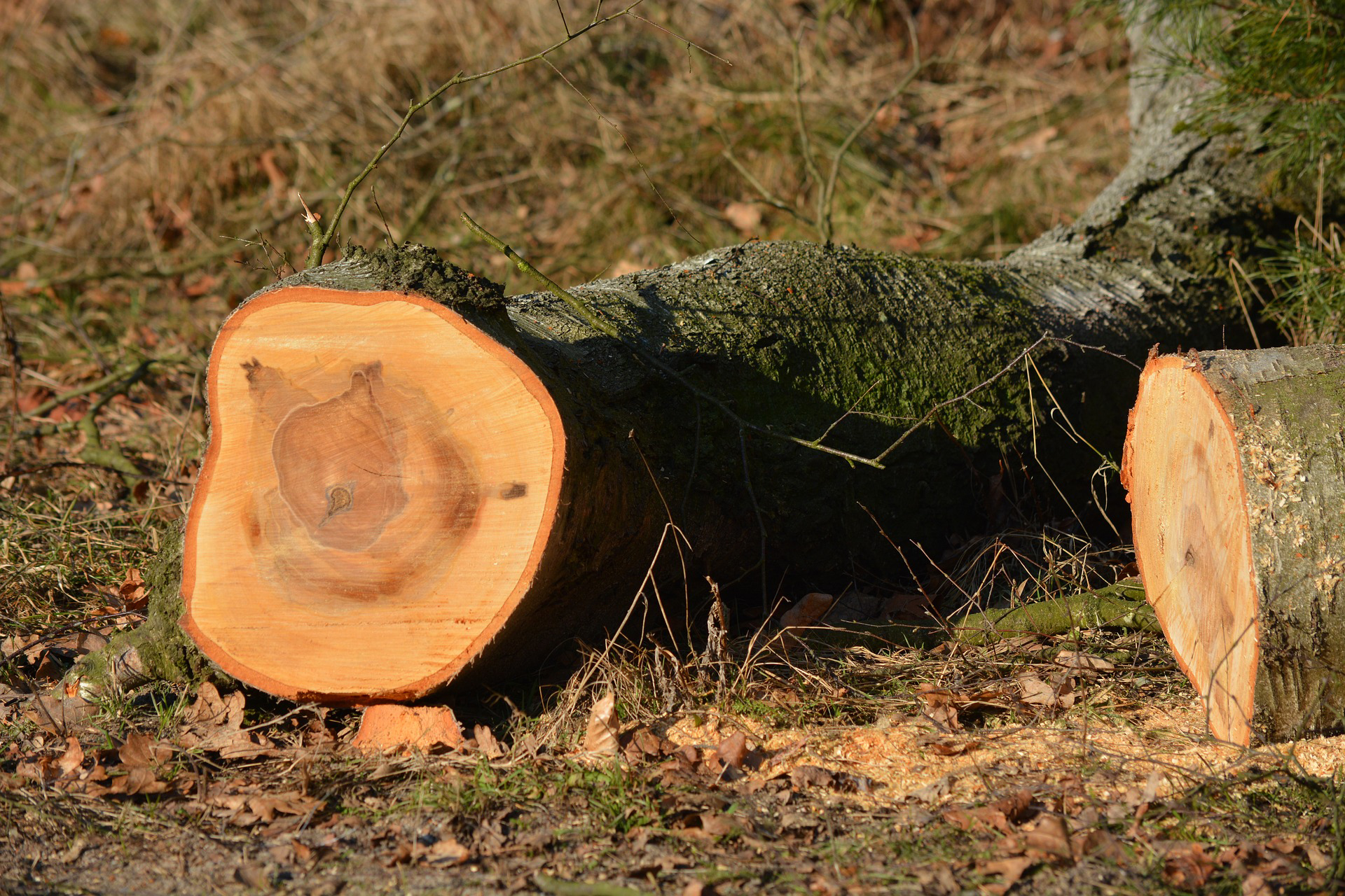 Baumfällarbeiten zwischen Eichenbühl und der Abzweigung nach Umpfenbach