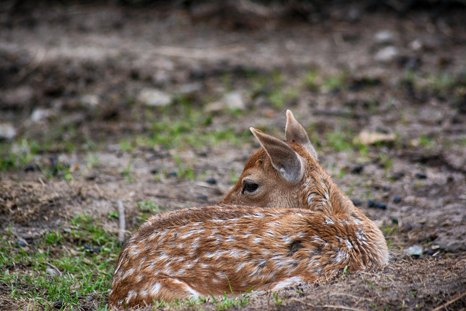 Gemeinde Leidersbach hat sich Bambi-Preis redlich verdient