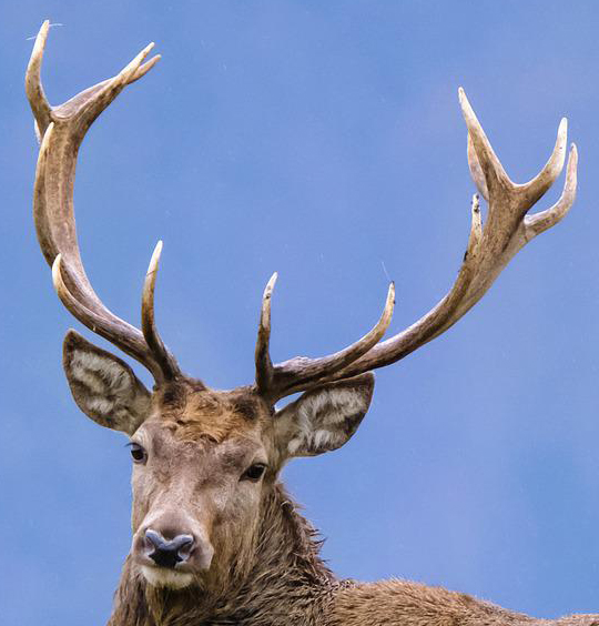 Gesunder Wald ist ein wertvolles Gut für die Gesellschaft