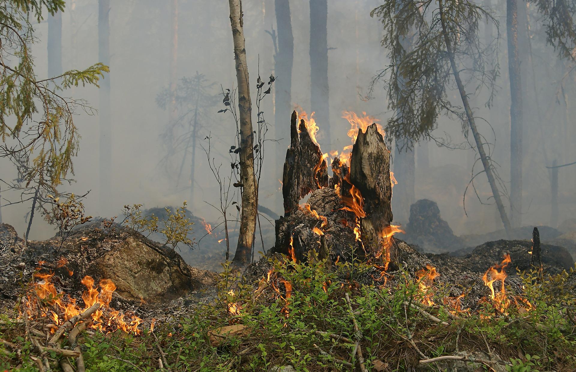 Erneut höchste Waldbrandgefahr in Unterfranken: Regierung ordnet Luftbeobachtung unter der Woche an